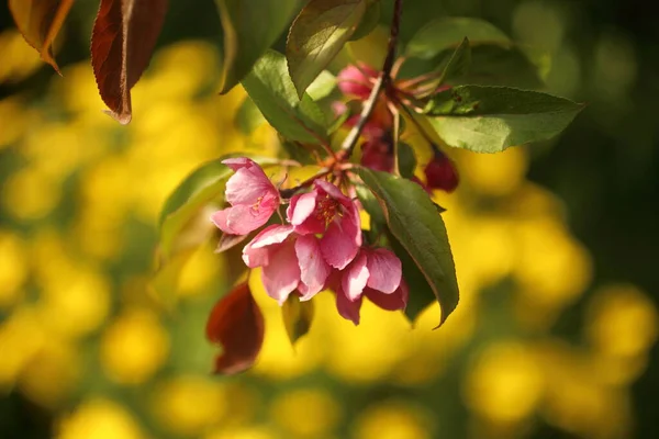 Rosa flor flor de manzana sobre el fondo de la naturaleza, flores de primavera — Foto de Stock