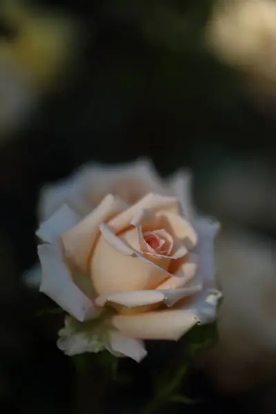 Close-up de jardim rosa florescendo no verão no jardim — Fotografia de Stock