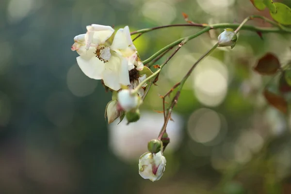 Primer plano de la rosa del jardín floreciendo en el verano en el jardín — Foto de Stock