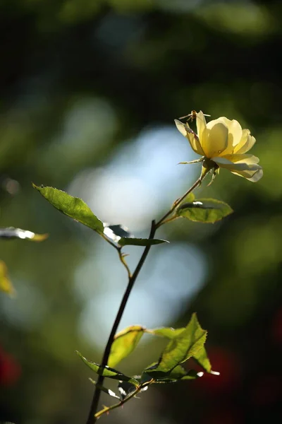 Närbild av trÃ ¤dgÃ ¥rdsros blommar under sommaren i trÃ ¤dgÃ ¥rden — Stockfoto