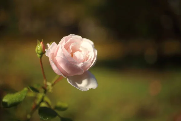 Nahaufnahme von Gartenrosen, die im Sommer im Garten blühen — Stockfoto