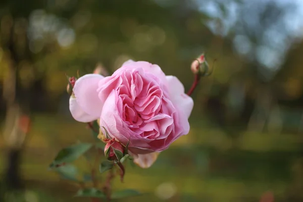 Detailní záběr zahradní růže kvetoucí v létě na zahradě — Stock fotografie