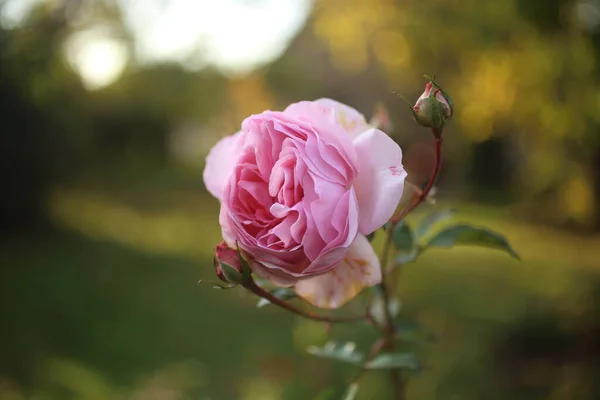 Close-up of garden rose blooming in the summer in the garden — Stock Photo, Image