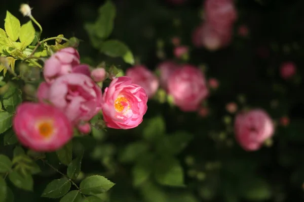 Close-up van de tuin roos bloeien in de zomer in de tuin Stockfoto