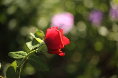 Bahçede yazın açan gülün yakın çekimi.