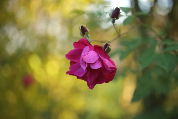 Zbliżenie róży ogrodowej kwitnącej latem w ogrodzie — Zdjęcie stockowe