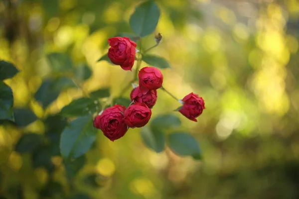 Primer plano de la rosa del jardín floreciendo en el verano en el jardín — Foto de Stock