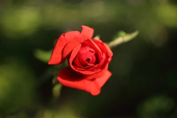 Primo piano di rosa giardino fioritura in estate in giardino — Foto Stock