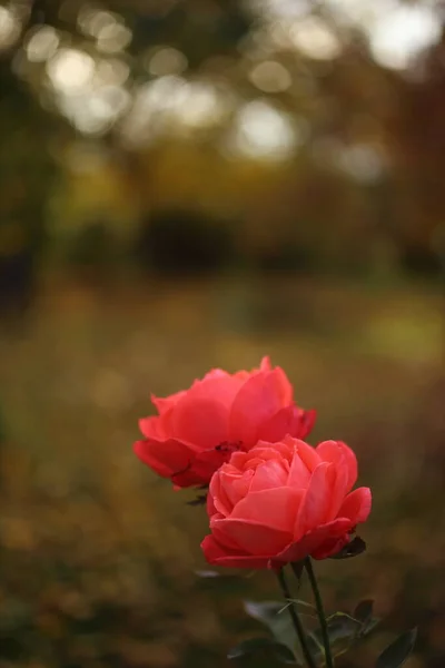 Close-up van de tuin roos bloeien in de zomer in de tuin — Stockfoto