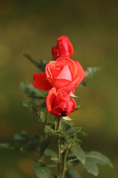 Nahaufnahme von Gartenrosen, die im Sommer im Garten blühen — Stockfoto