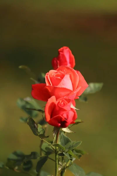 Primer plano de la rosa del jardín floreciendo en el verano en el jardín —  Fotos de Stock