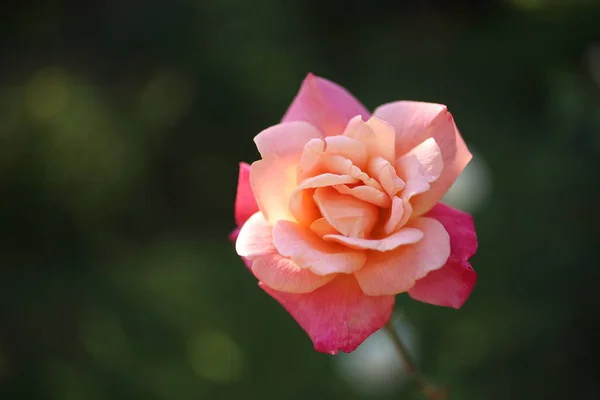 Makro Nahaufnahme Der Gartenrose Die Sommer Garten Blüht — Stockfoto