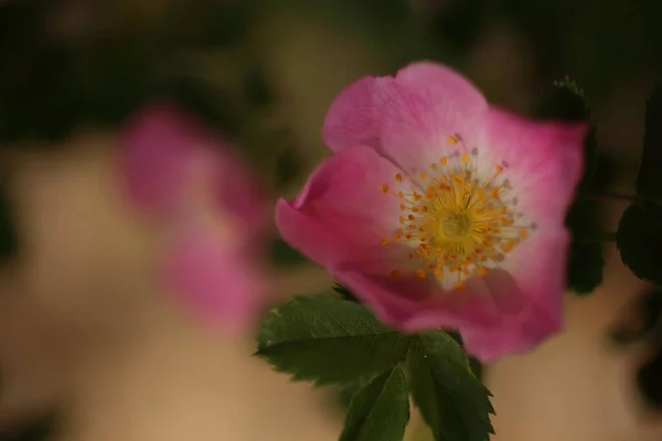 Macro Close Van Tuin Roos Bloeien Zomer Tuin — Stockfoto