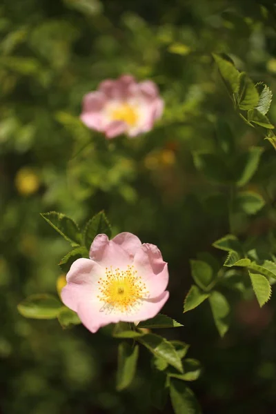 Makro Närbild Trã Dgã Rdsros Blommar Sommaren Trã Dgã Rden — Stockfoto