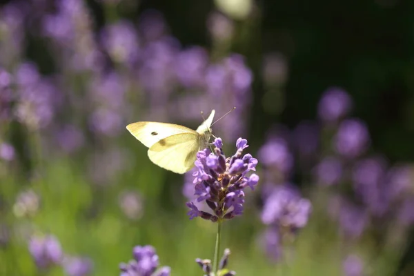 Kapusta Buterfly Motyl Kwiat Makro Pieris Brassicae Zapylający Lawendę Ekologicznym — Zdjęcie stockowe