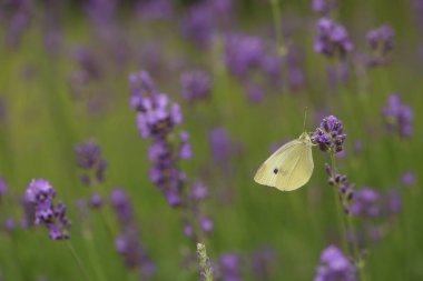 Çiçeğin üzerinde kelebek kelebeği, makro. Pieris sutyen tozlaştırıcı lavanta eko, kırsal, ev bahçesi. Arı dostu bahçe..