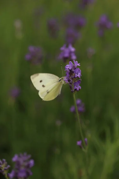 Kapusta Buterfly Motyl Kwiat Makro Pieris Brassicae Zapylający Lawendę Ekologicznym — Zdjęcie stockowe
