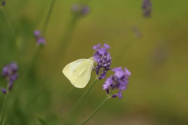 Kapusta Buterfly Motyl Kwiat Makro Pieris Brassicae Zapylający Lawendę Ekologicznym — Zdjęcie stockowe