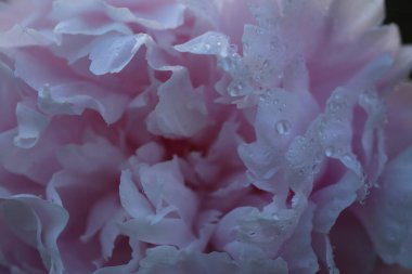 Güzel pembe şakayık çiçeği. Yaklaş.