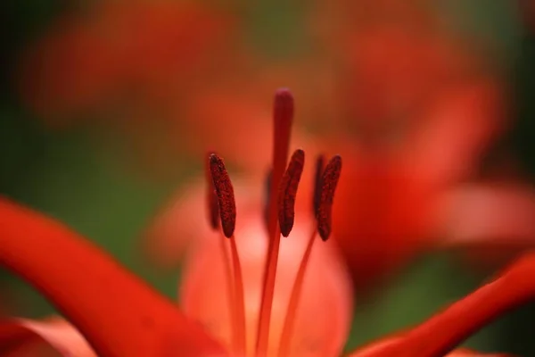 Närbild Detalj Blommande Orange Lilja Trädgården Lågt Skärpedjup — Stockfoto