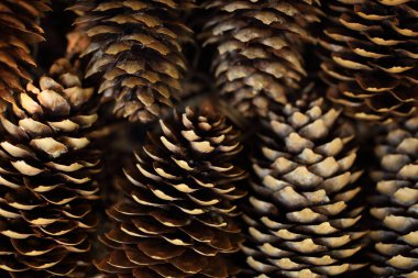 Kahverengi köknar kozalakları, bulutlu bir günün yumuşak ışığında orman zeminine yakın dururlar..