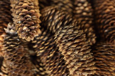 Kahverengi köknar kozalakları, bulutlu bir günün yumuşak ışığında orman zeminine yakın dururlar..