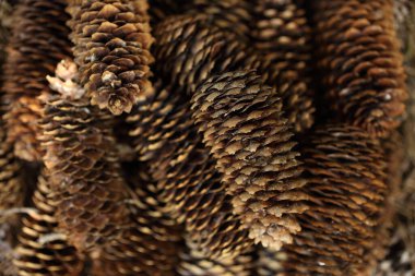 Kahverengi köknar kozalakları, bulutlu bir günün yumuşak ışığında orman zeminine yakın dururlar..