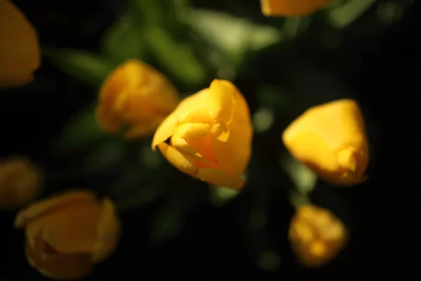 Des Tulipes Aux Couleurs Vives Fleurissent Printemps Dans Jardin — Photo