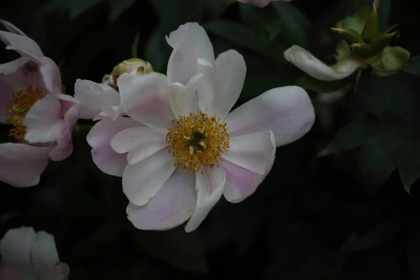 美丽的粉红牡丹花 — 图库照片