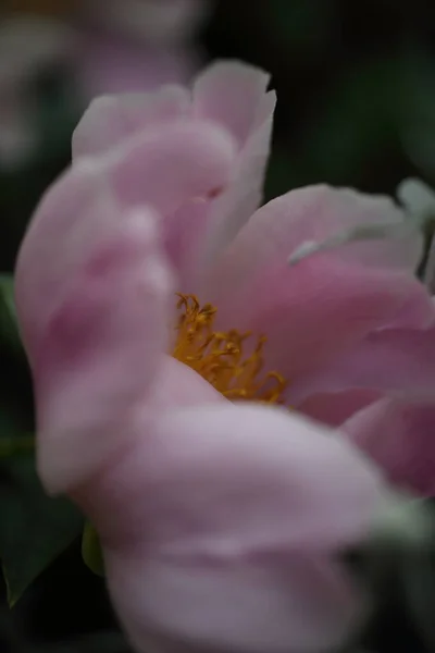 Vacker Rosa Pion Blomma Närbild — Stockfoto