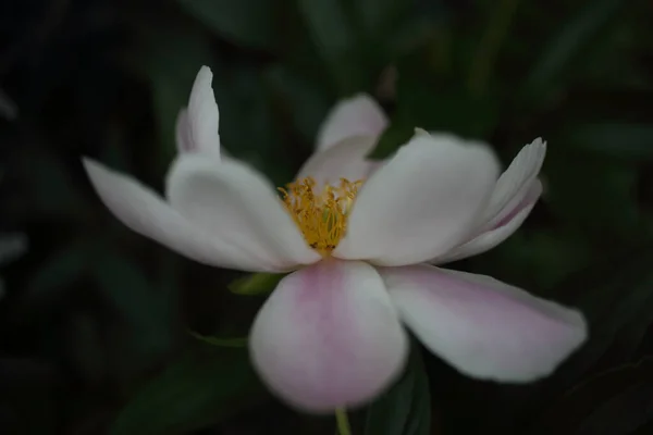 Beautiful Pink Peony Flower Close — Stock Photo, Image