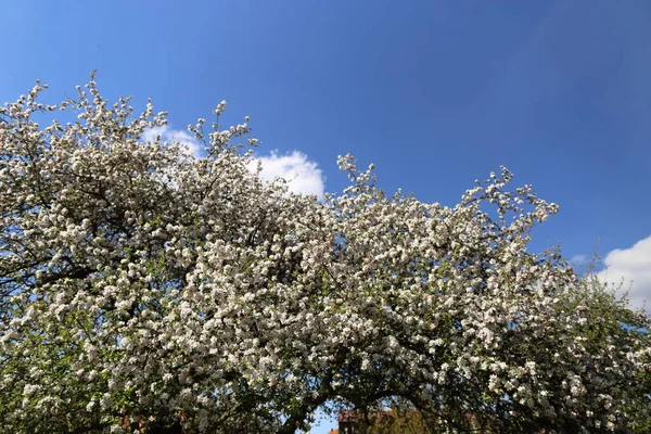 Beautiful Flowers Apple Tree Nature — Stock Photo, Image