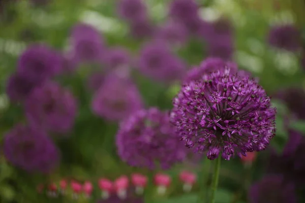 开着紫色花朵的大蒜装饰在模糊的绿色自然背景上 — 图库照片