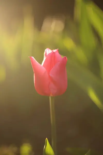 Luminosi Fiori Tulipano Colorati Primavera Giardino — Foto Stock