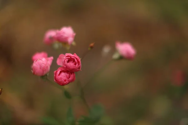 Macro Gros Plan Sur Rose Jardin Qui Fleurit Été Dans — Photo