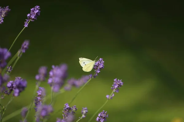 Kapusta Buterfly Motyl Kwiat Makro Pieris Brassicae Zapylający Lawendę Ekologicznym — Zdjęcie stockowe