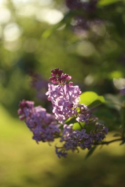 Mor leylak çiçekleri baharda bahçede çiçek açar.
