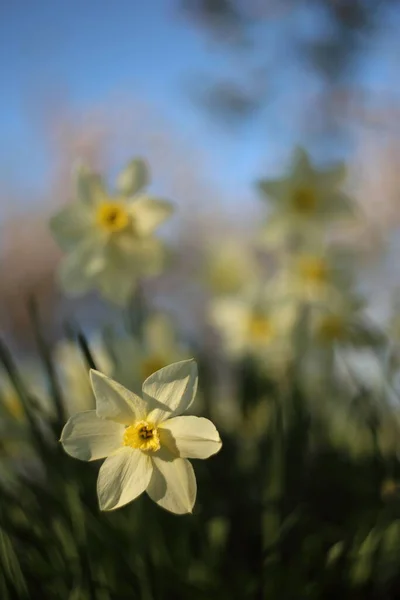 Narciso Branco Jardim Primavera — Fotografia de Stock