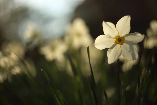 Narciso Branco Jardim Primavera — Fotografia de Stock