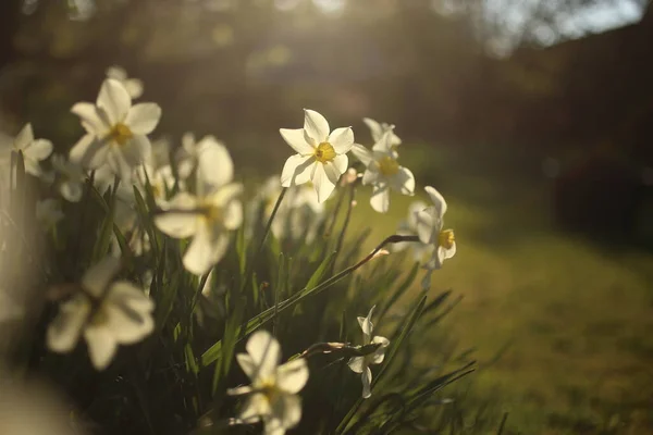 Vita Narcisser Vårträdgården — Stockfoto