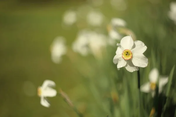 Narciso Branco Jardim Primavera — Fotografia de Stock