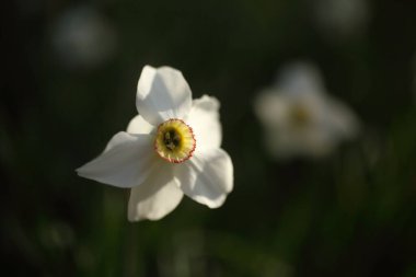 Bahar bahçesinde beyaz narsisler