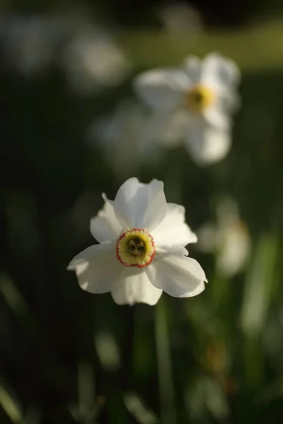 White Narcissus Spring Garden — Stock Photo, Image