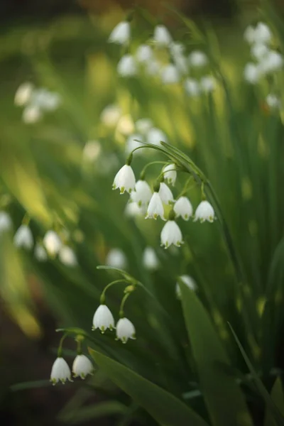 Schneeflocke blüht eine glockenförmige Blume mit grünen Flecken an der Spitze des weißen Blütenblattes nach unten. — Stockfoto
