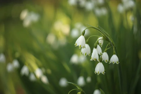 Schneeflocke blüht eine glockenförmige Blume mit grünen Flecken an der Spitze des weißen Blütenblattes nach unten. — Stockfoto