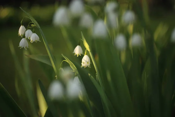 Snöflingor blommar en klockformad blomma med gröna fläckar på spetsen av det vita kronbladet nedåt. — Stockfoto