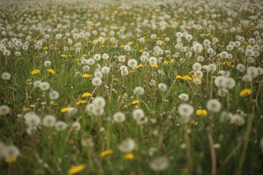 Kuru karahindibalar bahar mevsiminde çiçek açıyor, sarı çiçekli dendelion, büyük bir çiçek cinsi..