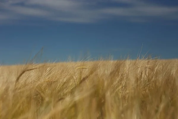 Gouden rijpe tarweveld, zonnige dag, zachte focus, landbouwlandschap, — Stockfoto