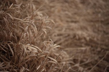 Arka plan - kuru sarı çimen, makro çekim