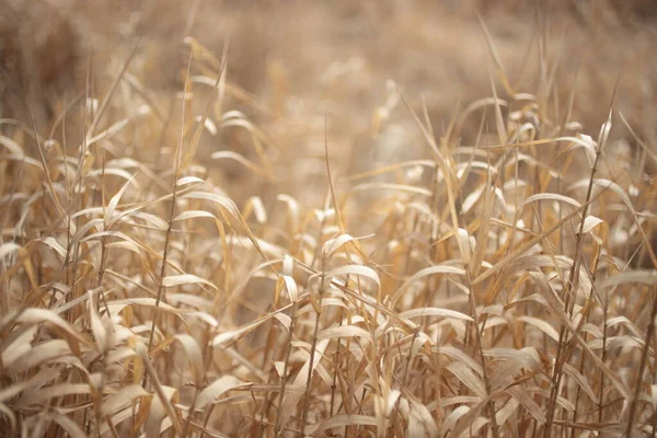 Der Hintergrund - trockenes gelbes Gras, Makroaufnahme — Stockfoto